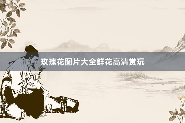 玫瑰花图片大全鲜花高清赏玩